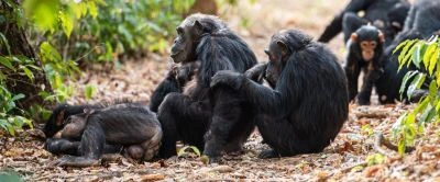 7 days gombe and mahale safari tour